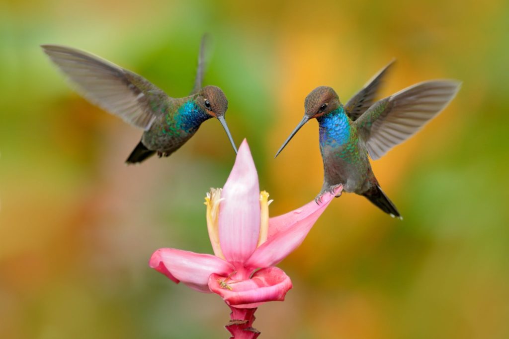 Introducir 66+ imagen colibri in english - Viaterra.mx